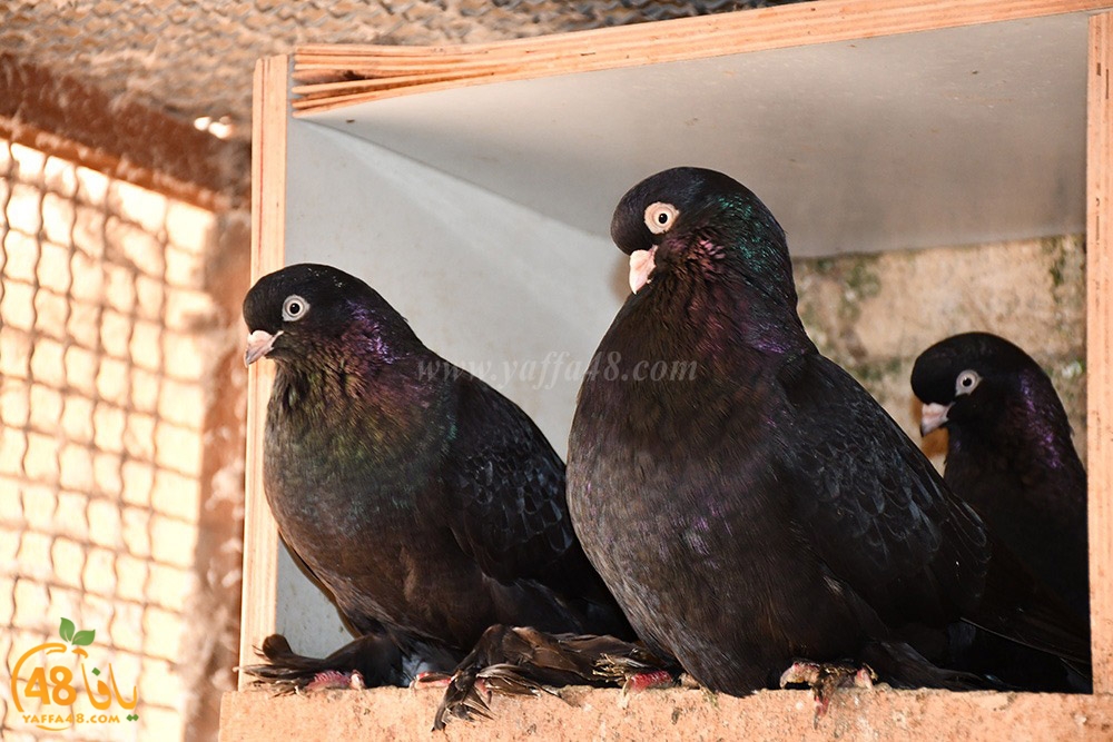 zohdi 3ashoor (35).jpeg